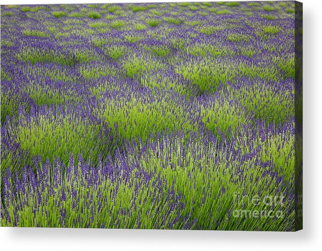 Photography Acrylic Print featuring the photograph Lavender Fields Forever by Erin Marie Davis