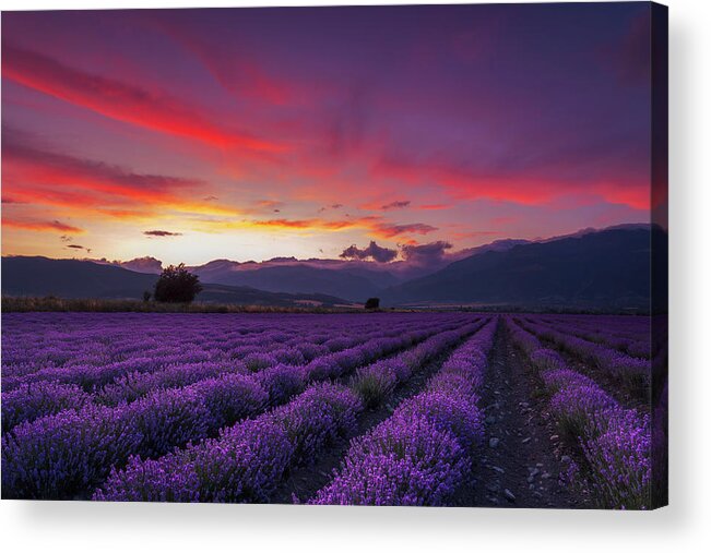 Dusk Acrylic Print featuring the photograph Lavender Season by Evgeni Dinev