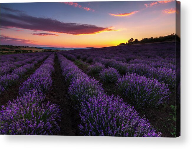 Bulgaria Acrylic Print featuring the photograph Lavender Sky by Evgeni Dinev