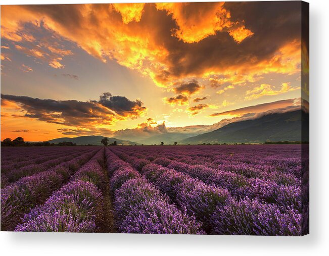 Bulgaria Acrylic Print featuring the photograph Lavender Sun by Evgeni Dinev