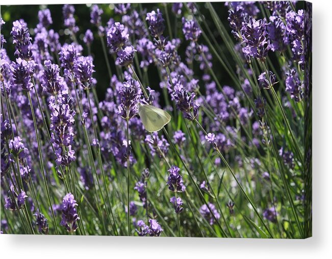 Lavender Acrylic Print featuring the photograph Lavender by Vicki Cridland
