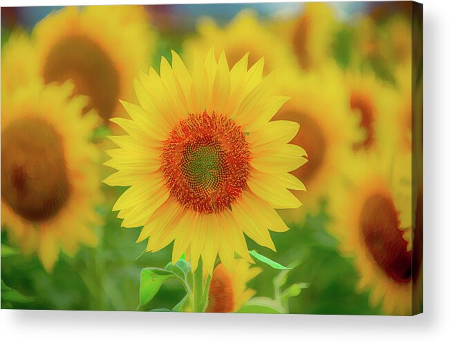 Sunflowers Acrylic Print featuring the photograph Leader of the Band by Marcy Wielfaert