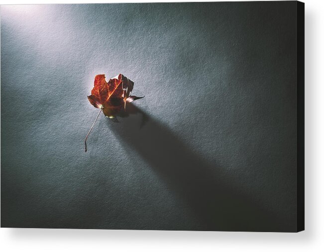 Leaf Acrylic Print featuring the photograph Leaf and Shadow by Scott Norris