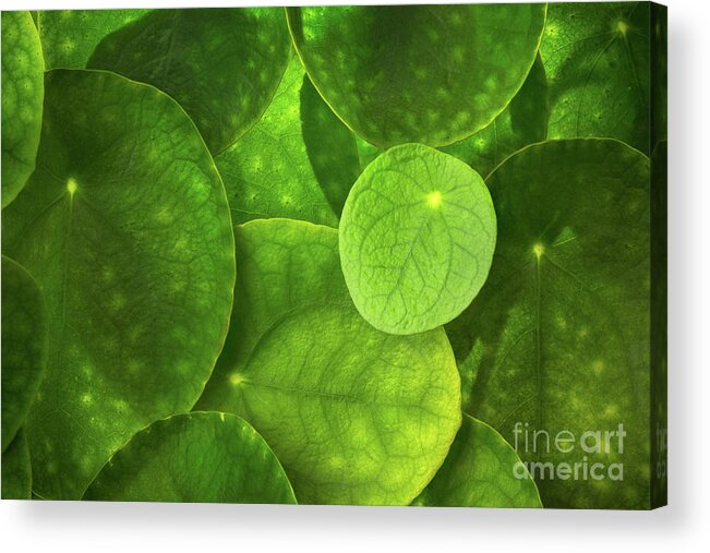 Close Up Acrylic Print featuring the photograph Leaf Collage by Ernesto Ruiz
