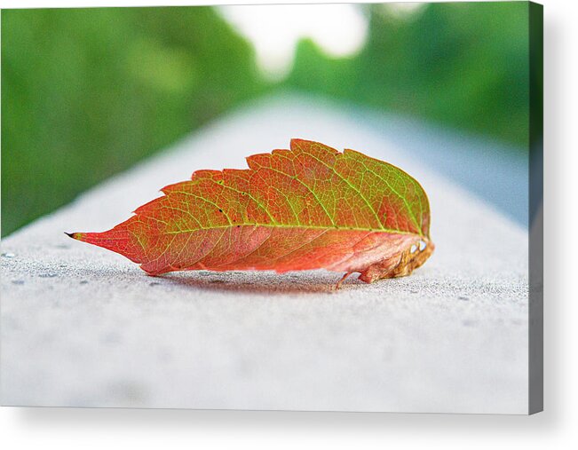 Leaf I&m Trail Romeoville Illinois Red Green White Acrylic Print featuring the photograph Leaf on the Trail - Romeoville, Illinois by David Morehead