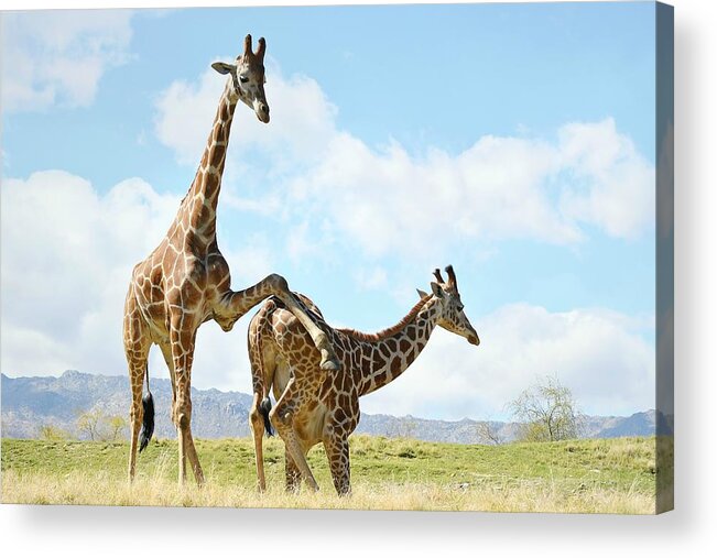 Giraffes Acrylic Print featuring the photograph Lean On Me by Fraida Gutovich
