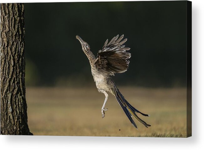 Greater Roadrunner Acrylic Print featuring the photograph Leaping to feed by Puttaswamy Ravishankar