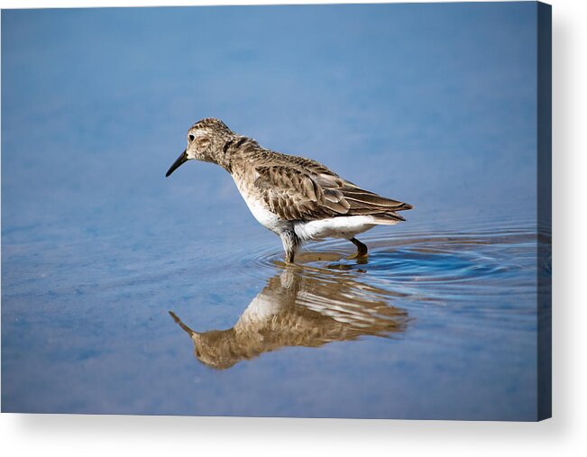 Least Sandpiper Acrylic Print featuring the photograph Least Sandpiper by Bonny Puckett