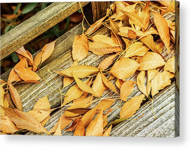 Color Acrylic Print featuring the photograph Leaves On A Park Bench-002-C by David Allen Pierson