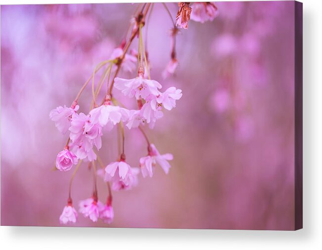 Cherry Blossoms Acrylic Print featuring the photograph Leftovers of spring by Kunal Mehra