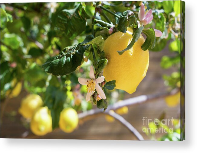 Lemon Tree Acrylic Print featuring the photograph Lemon blossoms and lovely lemon in the Mediterranean garden by Adriana Mueller