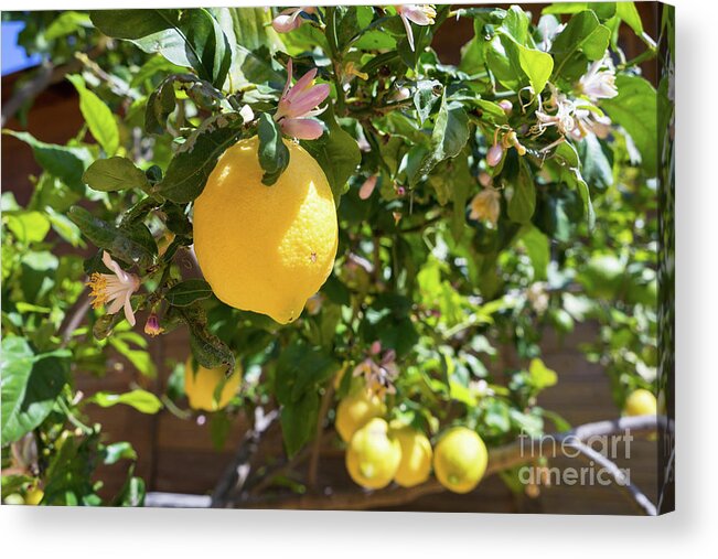 Lemon Tree Acrylic Print featuring the photograph Blooming lemon tree in the Mediterranean garden by Adriana Mueller