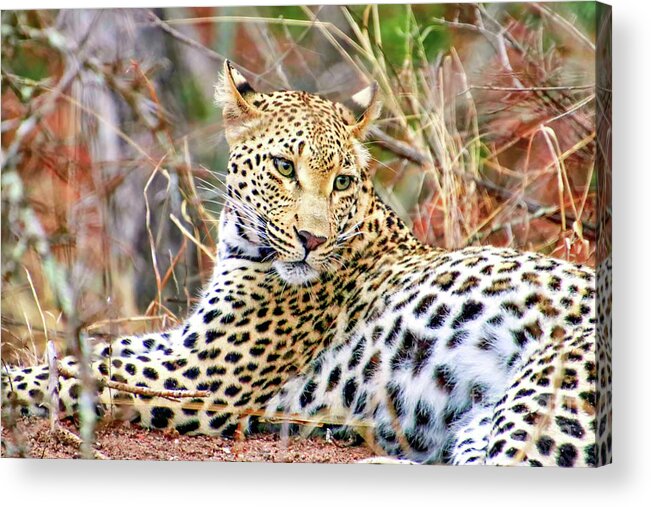 Africa Acrylic Print featuring the photograph Leopard 1 by Tom Watkins PVminer pixs