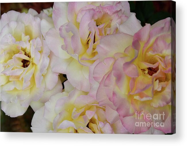 Fine Art Acrylic Print featuring the photograph Let me take you to Fields of Roses 007 by Leonida Arte