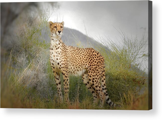 Cheetah Acrylic Print featuring the photograph Lethal Beauty 2 by Fraida Gutovich