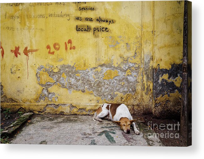 Dog Acrylic Print featuring the photograph Letting Sleeping Dogs Lie by Dean Harte