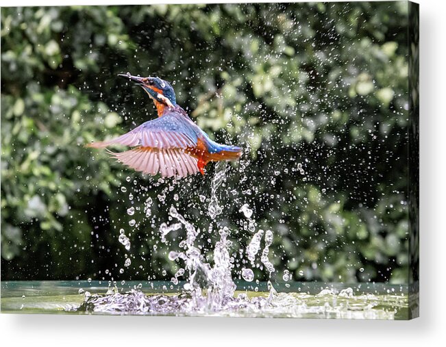 Kingfisher Acrylic Print featuring the photograph Levitation by Mark Hunter