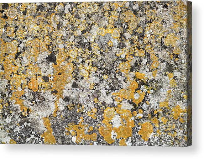 Lichen Acrylic Print featuring the photograph Lichen Pattern by Tim Gainey