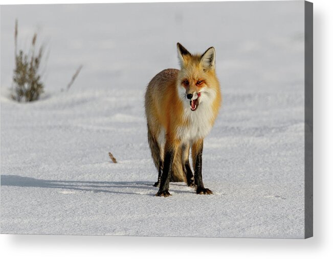Fox Acrylic Print featuring the photograph Lick by Ronnie And Frances Howard