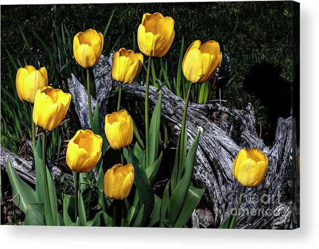 Yellow Acrylic Print featuring the photograph Life Springs by Doug Norkum