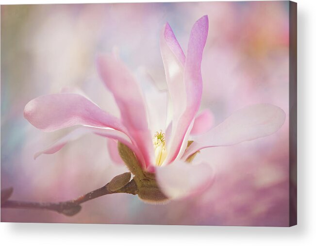 Pink Acrylic Print featuring the photograph Light From Within by Kim Carpentier