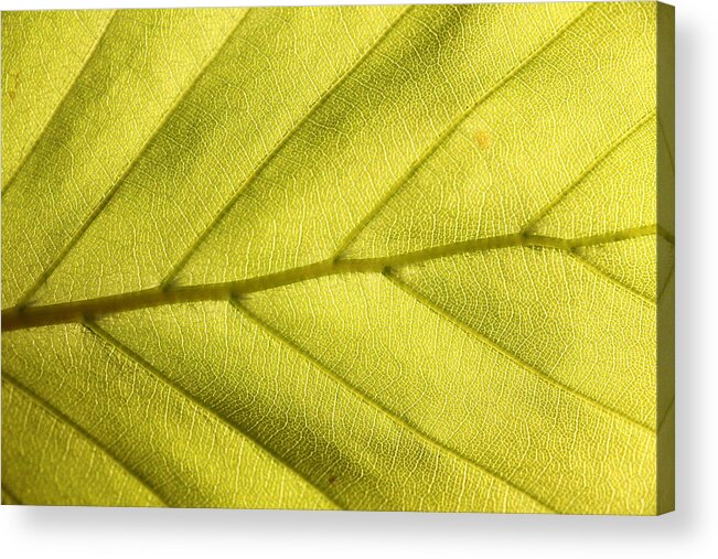 Hardwood Tree Acrylic Print featuring the photograph Light green leaf of beech in the spring full frame by Pejft