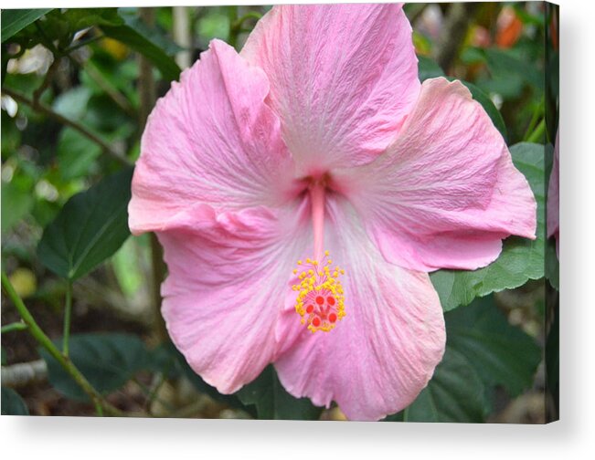 Flower Acrylic Print featuring the photograph Light Pink Hibiscus 2 by Amy Fose
