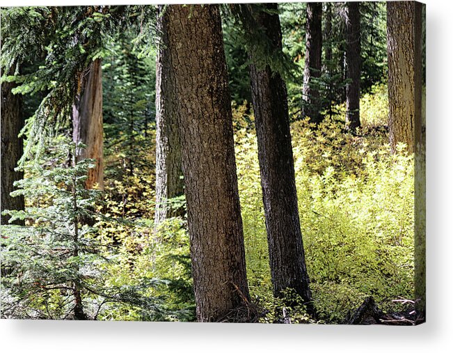 Cascades Acrylic Print featuring the photograph Light shadow Cascades by Cathy Anderson