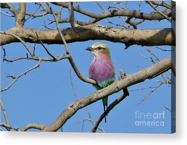 Bird Acrylic Print featuring the photograph Lilac Breasted Roller by Wendy Golden