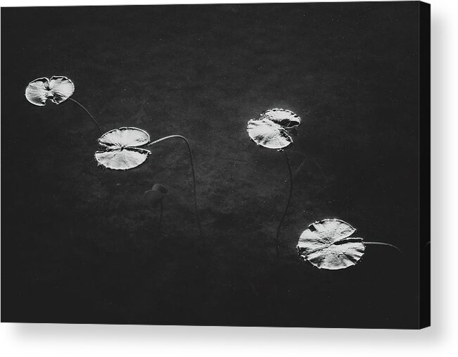 Monochrome Acrylic Print featuring the photograph Lily Pads by Scott Norris