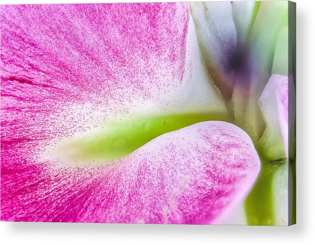 Lily Acrylic Print featuring the photograph Lily Petal Macro Abstract by Stuart Litoff