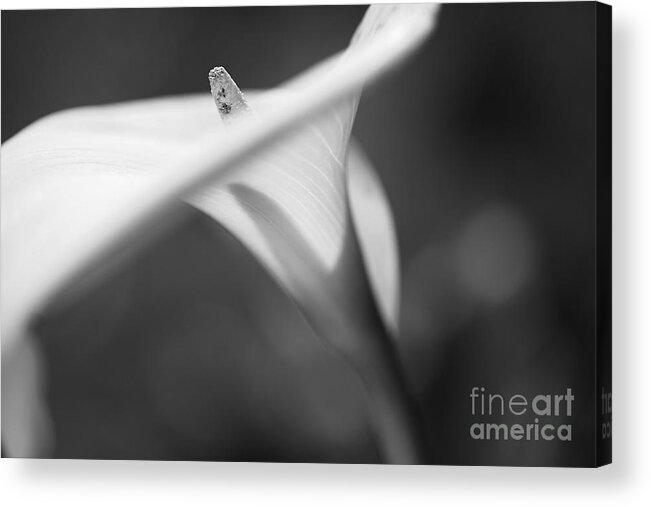 Lily Acrylic Print featuring the photograph Lily White Proud by Joy Watson