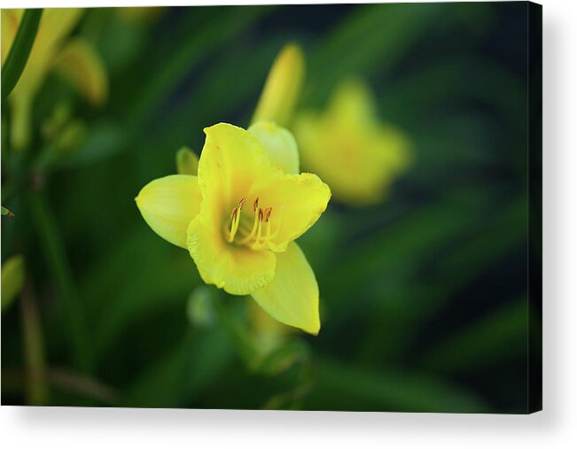 Lily Acrylic Print featuring the photograph Lily_6027 by Rocco Leone