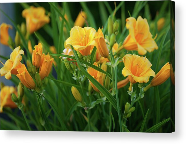 Lily Acrylic Print featuring the photograph Lily_6034 by Rocco Leone