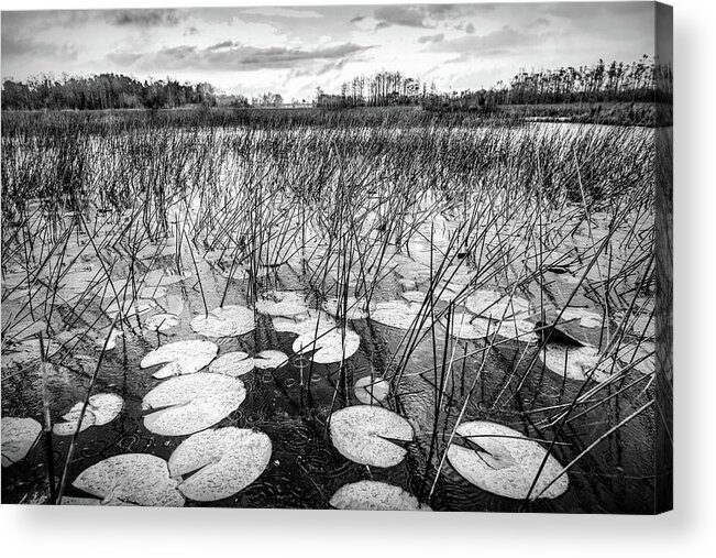 Clouds Acrylic Print featuring the photograph Lilypads Floating in the Rain in Black and White by Debra and Dave Vanderlaan
