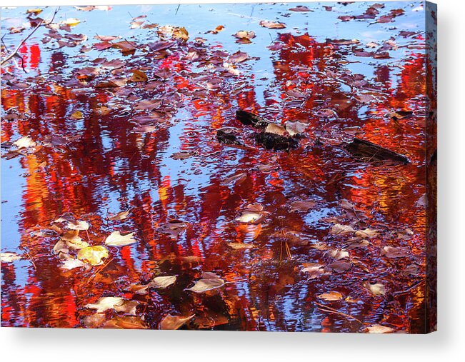 Lake Acrylic Print featuring the photograph Limbs, Leaves, And Lakes by Ed Williams