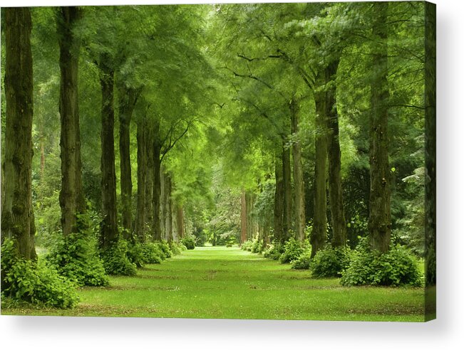 Green Acrylic Print featuring the photograph Lime Avenue, Westonbirt Arboretum, England, UK by Sarah Howard