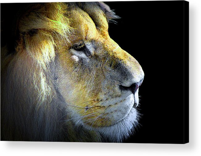 Lion Acrylic Print featuring the photograph Lion v2 by Jim Signorelli