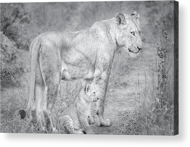 Lions Black And White Acrylic Print featuring the photograph Lioness and Cub Near Kruger National Park, on the Sabi Sands Reserve by Rebecca Herranen