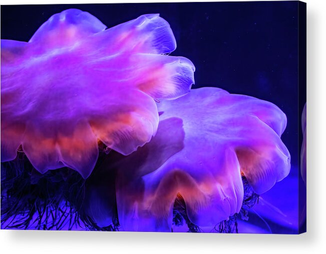Sea Life Acrylic Print featuring the photograph Lion's Mane Jellies by Bob Cournoyer