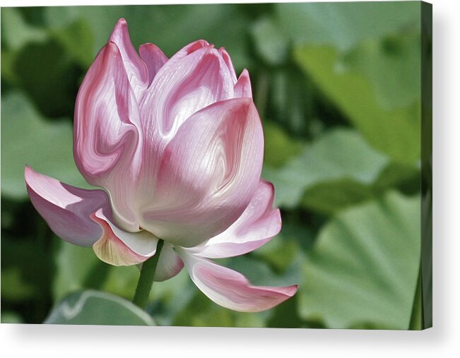 Flower Acrylic Print featuring the photograph Liquid Lotus by Carolyn Stagger Cokley