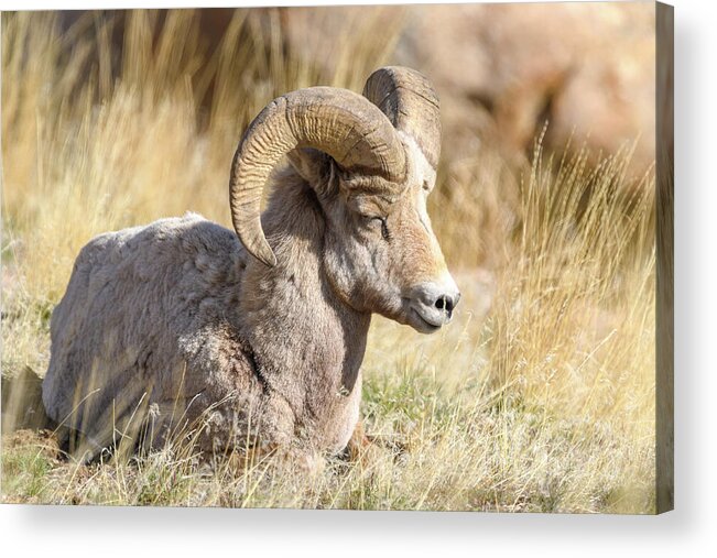 Sheep Acrylic Print featuring the photograph Little Bighorn by Scott Warner