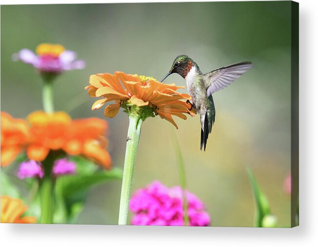Ruby Throated Hummingbird Acrylic Print featuring the photograph Little Bird Big Appetite by Linda Shannon Morgan