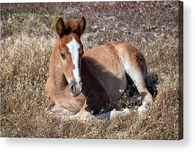Horse Acrylic Print featuring the photograph Little One by Jeanette Mahoney