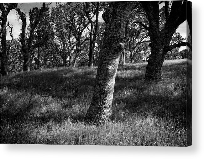 Tree Acrylic Print featuring the photograph Live Oaks and Shadows by Rick Pisio