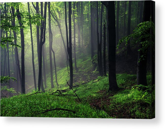 Mist Acrylic Print featuring the photograph Living Forest by Evgeni Dinev