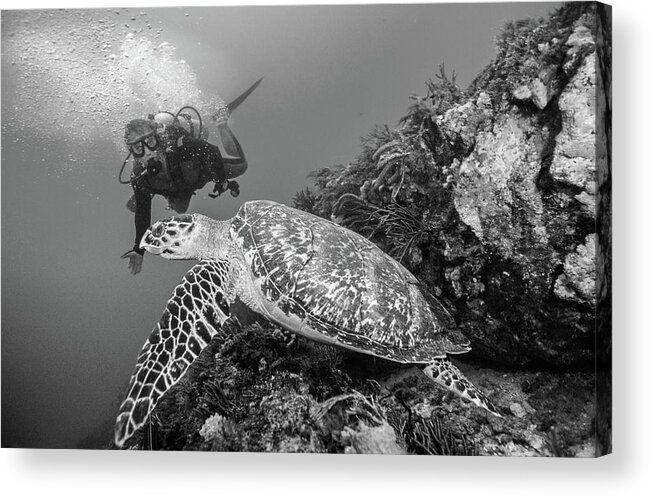 Black Acrylic Print featuring the photograph Loggerhead Turtle and Diver Black and White by Debra and Dave Vanderlaan