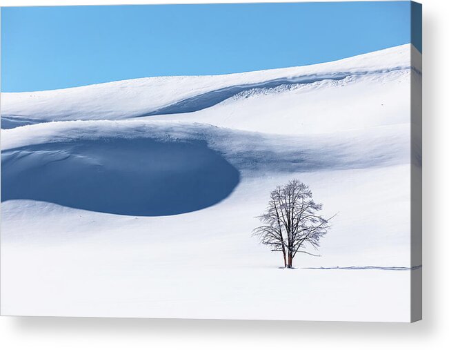 Lone Acrylic Print featuring the photograph Lone tree and snowy hills in Hayden Valley by Mango Art