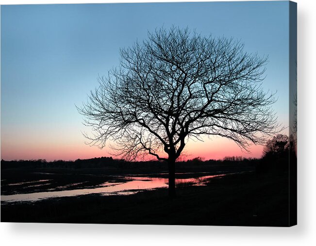 Nature Acrylic Print featuring the photograph Lone Tree at Sunset by Betty Denise