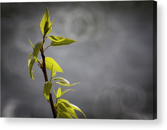Dv8.ca Acrylic Print featuring the photograph Lonely by Jim Whitley